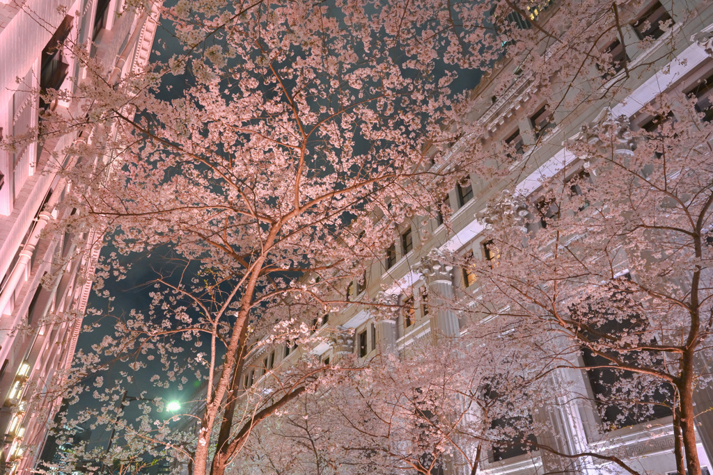 夜桜散歩(日本橋～越中島クルーズ)