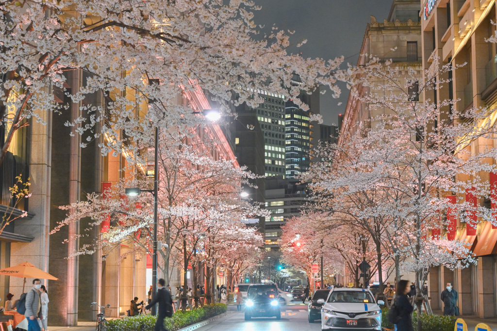 夜桜散歩(日本橋～越中島クルーズ)