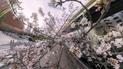 日本橋川 桜