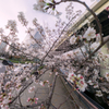 日本橋川 桜