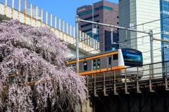 水道橋枝垂桜