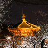 桜 不忍池辨天堂