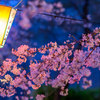 うえの桜まつり