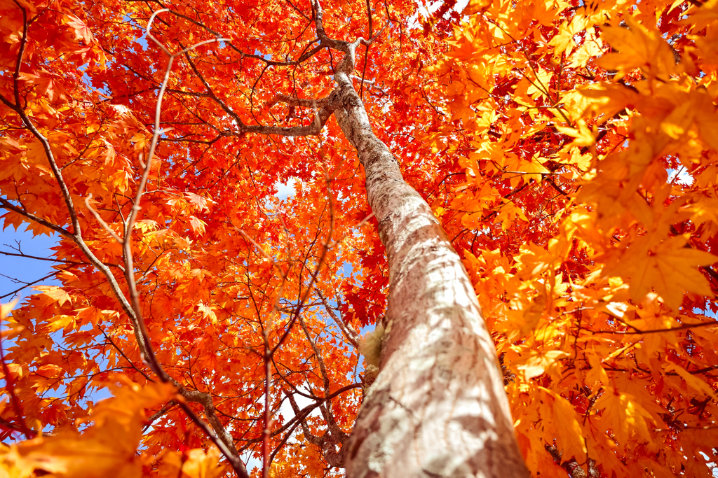 車山高原 紅葉