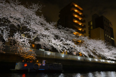 夜桜散歩(日本橋～越中島クルーズ)