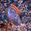 目黒川 桜