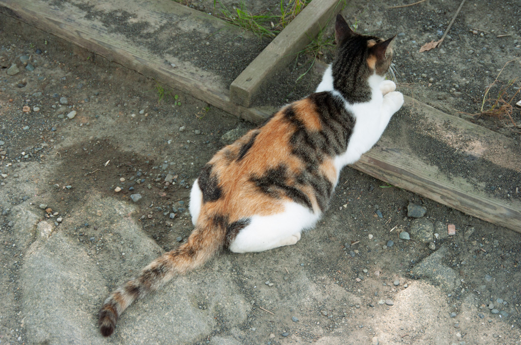 鋸山の猫③