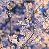 うえの桜まつり