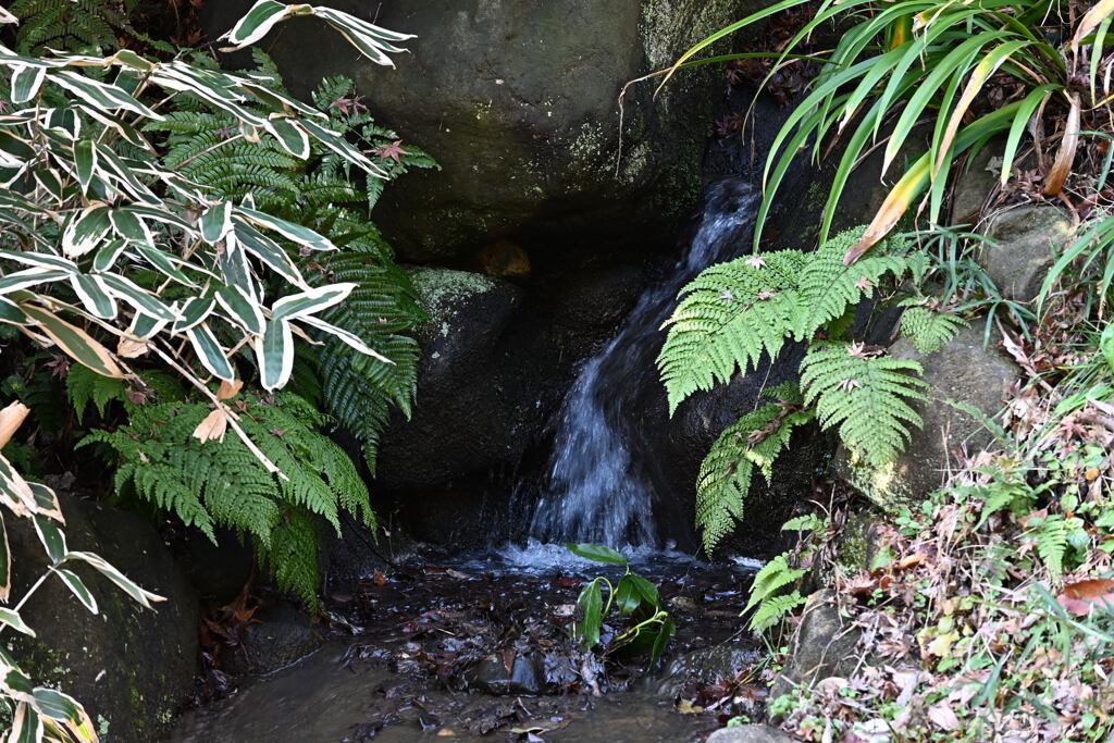 DSC_0685_00001