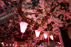 目黒川 桜