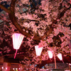 目黒川 桜