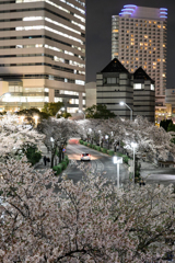 みなとみらい さくら通り