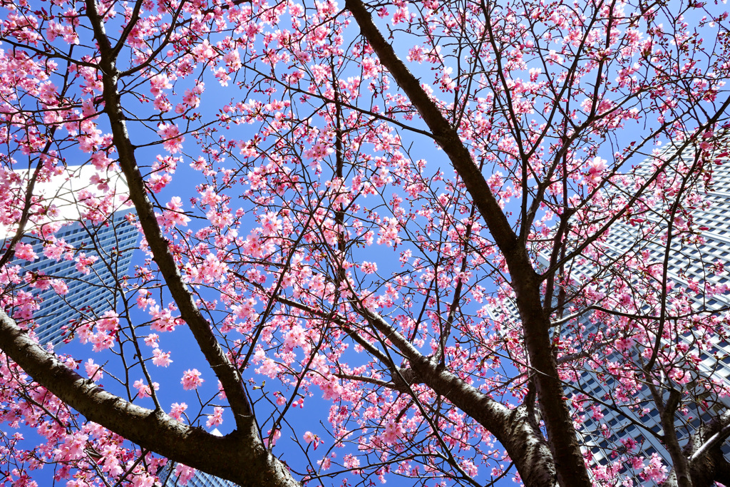 桜 2021_2