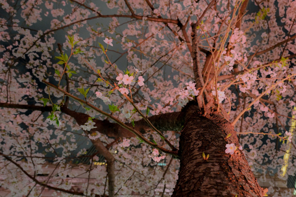 夜桜散歩(日本橋～越中島クルーズ)