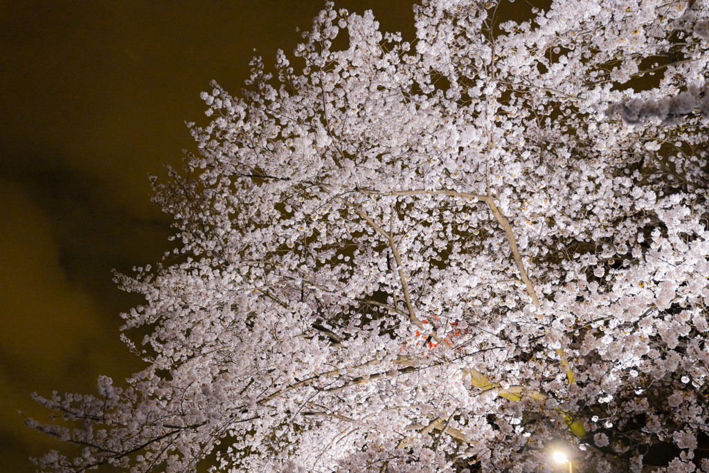 夜桜散歩(日本橋～越中島クルーズ)