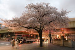 夜桜散歩(日本橋～越中島クルーズ)