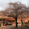 夜桜散歩(日本橋～越中島クルーズ)