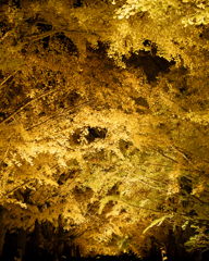 昭和記念公園 かたらいのイチョウ並木