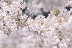 墨田区立隅田公園 桜