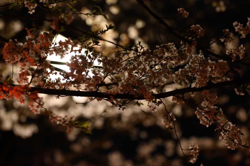 うえの桜まつり
