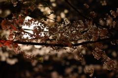 うえの桜まつり