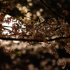 うえの桜まつり