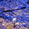 うえの桜まつり