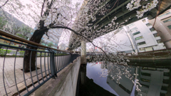 日本橋川 桜