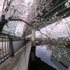 日本橋川 桜