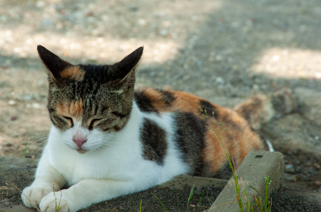 鋸山の猫②