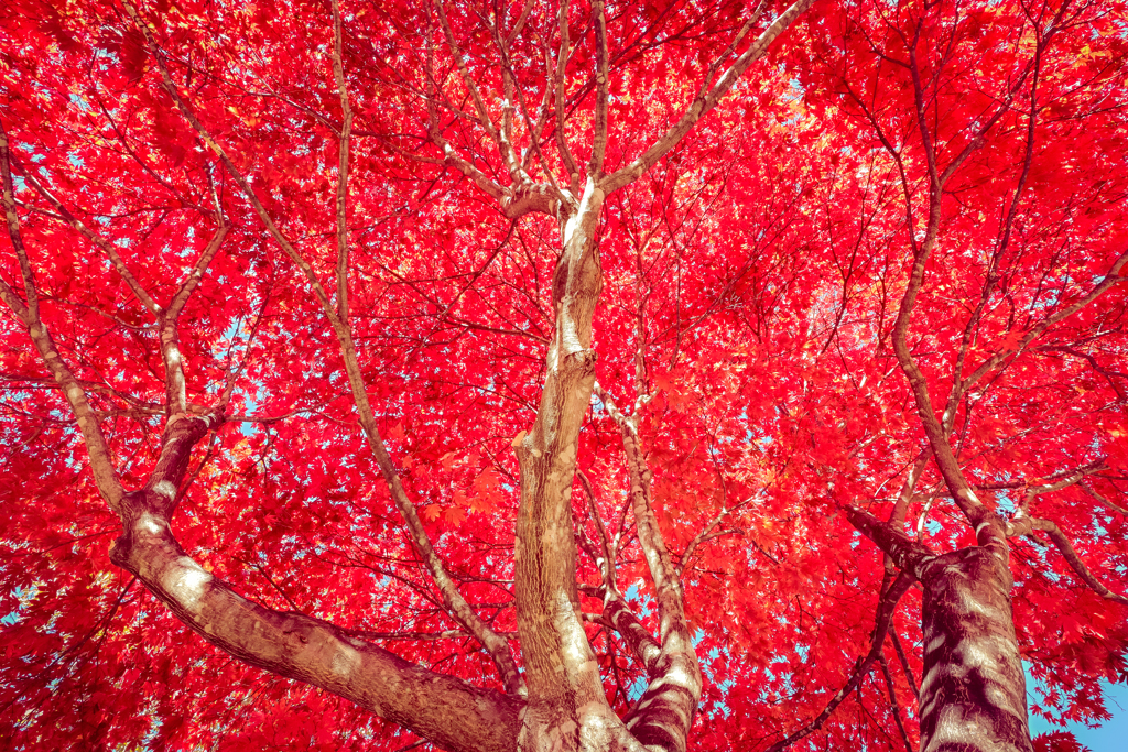 車山高原 紅葉