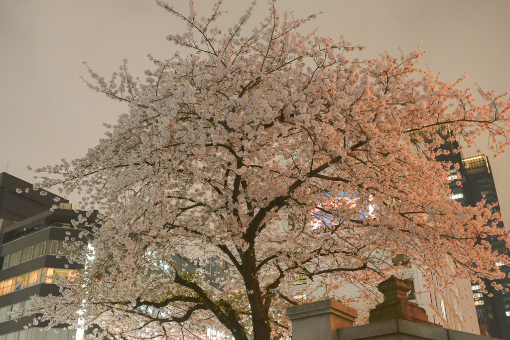 夜桜散歩(日本橋～越中島クルーズ)