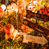 今年初ハロウィン