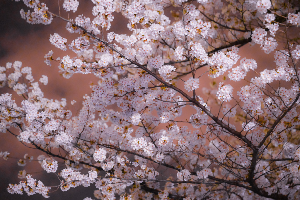 夜桜散歩(日本橋～越中島クルーズ)