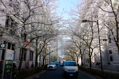 日本橋 江戸桜通り