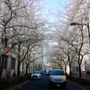 日本橋 江戸桜通り