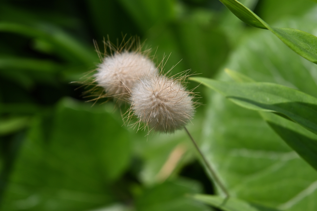 DSC_0837_00001