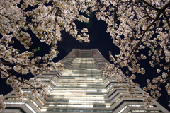 ランドマークタワー x 桜