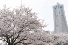 桜 2021_5