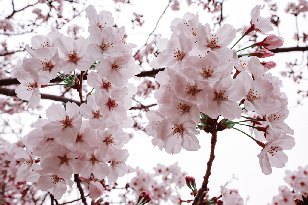 写真展「桜色」