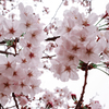写真展「桜色」