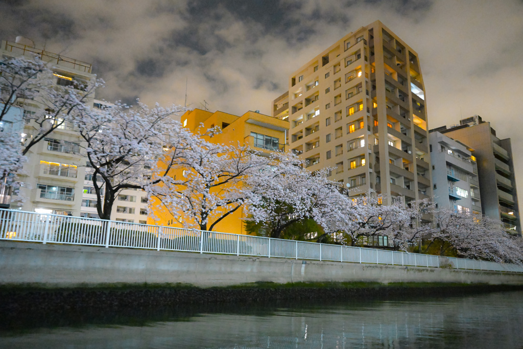 夜桜散歩(日本橋～越中島クルーズ)