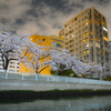 夜桜散歩(日本橋～越中島クルーズ)