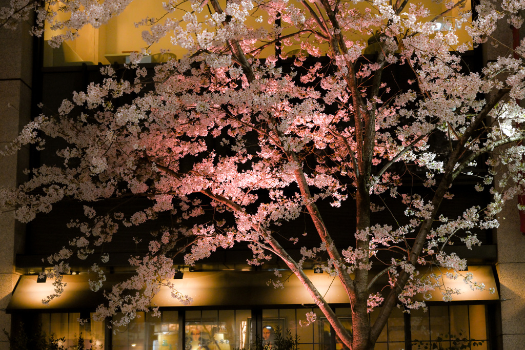 夜桜散歩(日本橋～越中島クルーズ)