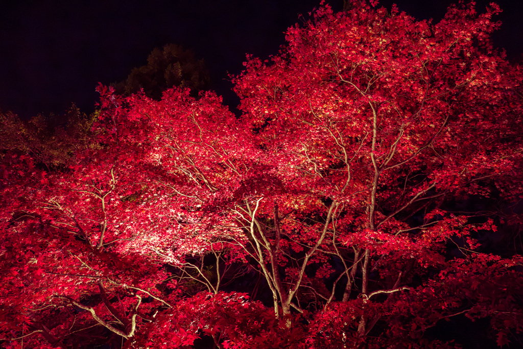 大山紅葉ライトアップ