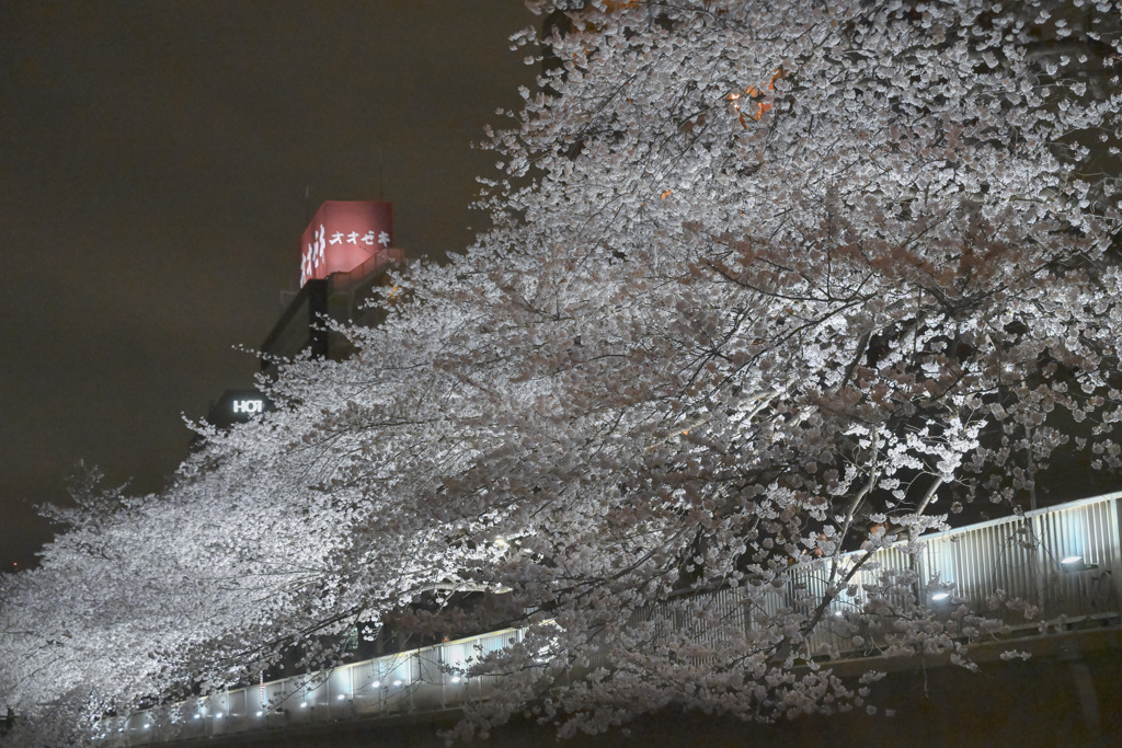 夜桜散歩(日本橋～越中島クルーズ)