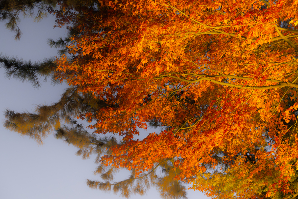 深紅色(写真展 紅)