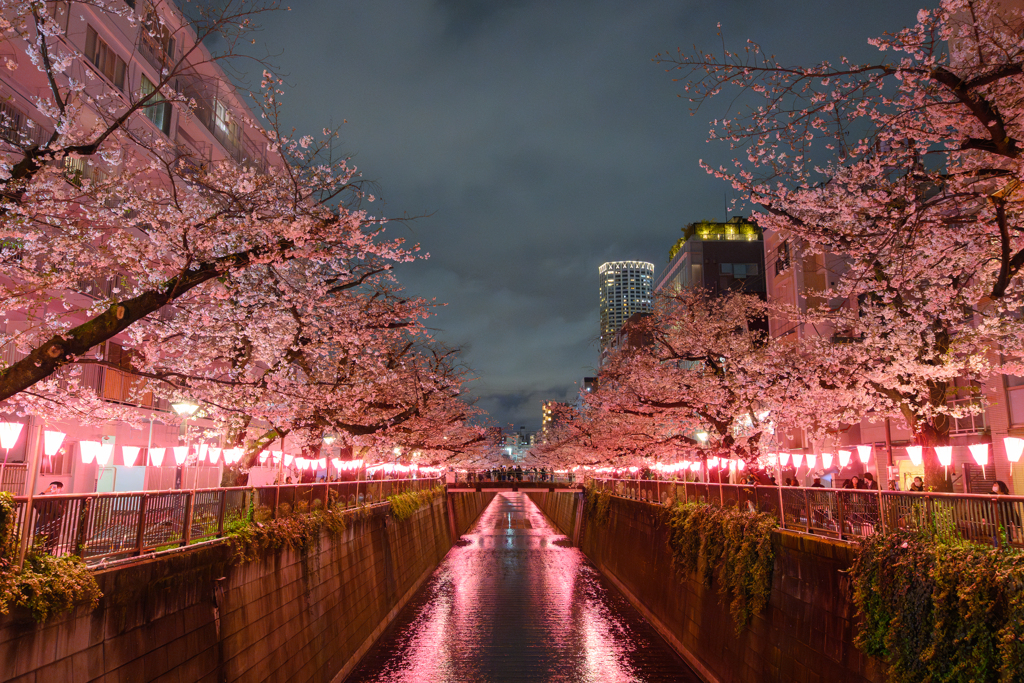 目黒川 桜