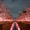 目黒川 桜