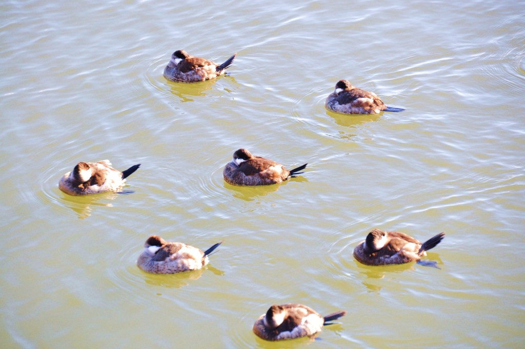 シンクロナイズド スイミング